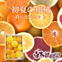 【税・送料込み】初夏の柑橘食べ比べセット