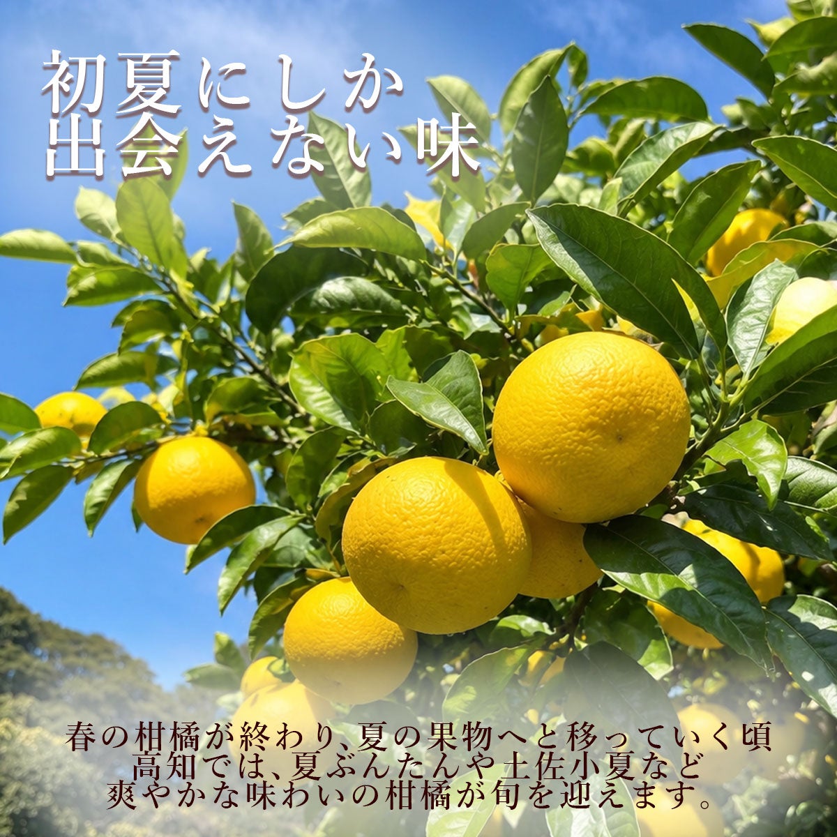 小夏