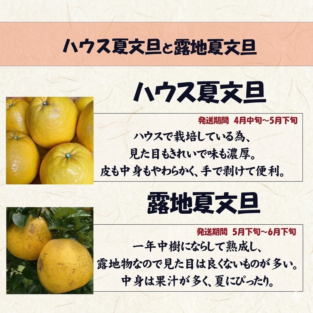 夏文旦違い