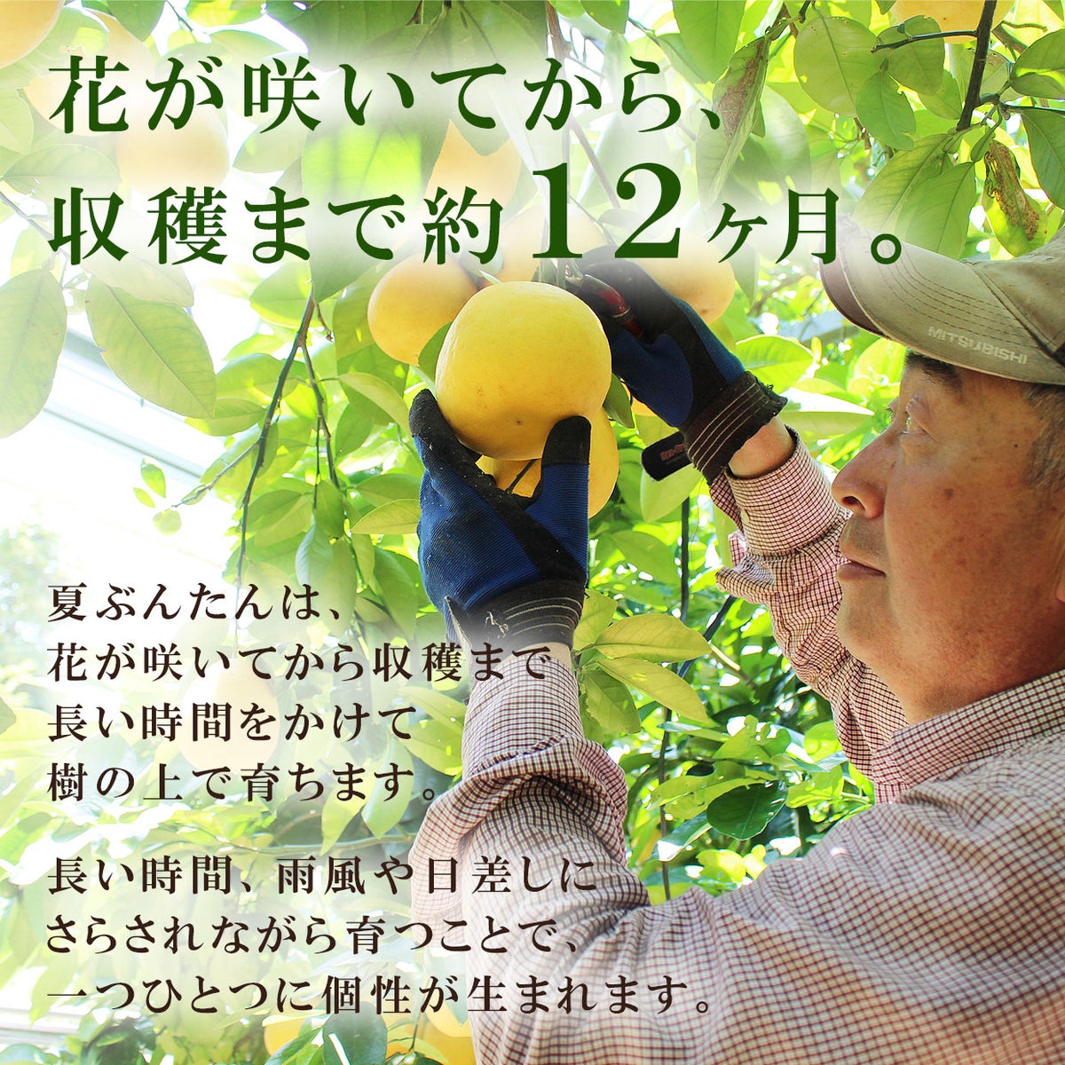 花が咲いてから、収穫まで約12ヶ月