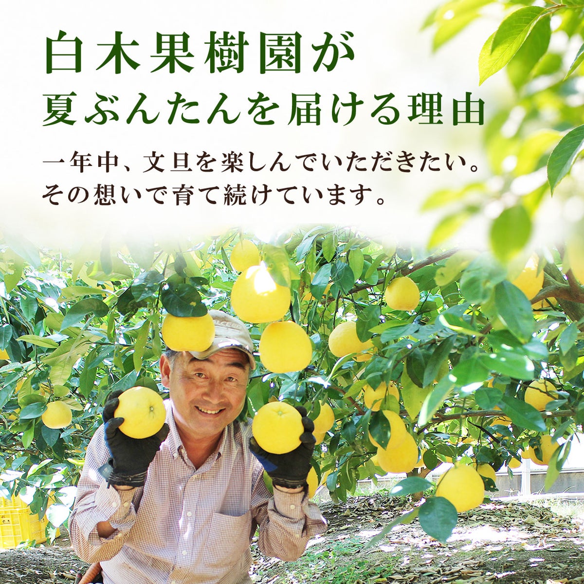 白木果樹園が夏ぶんたんを届ける理由