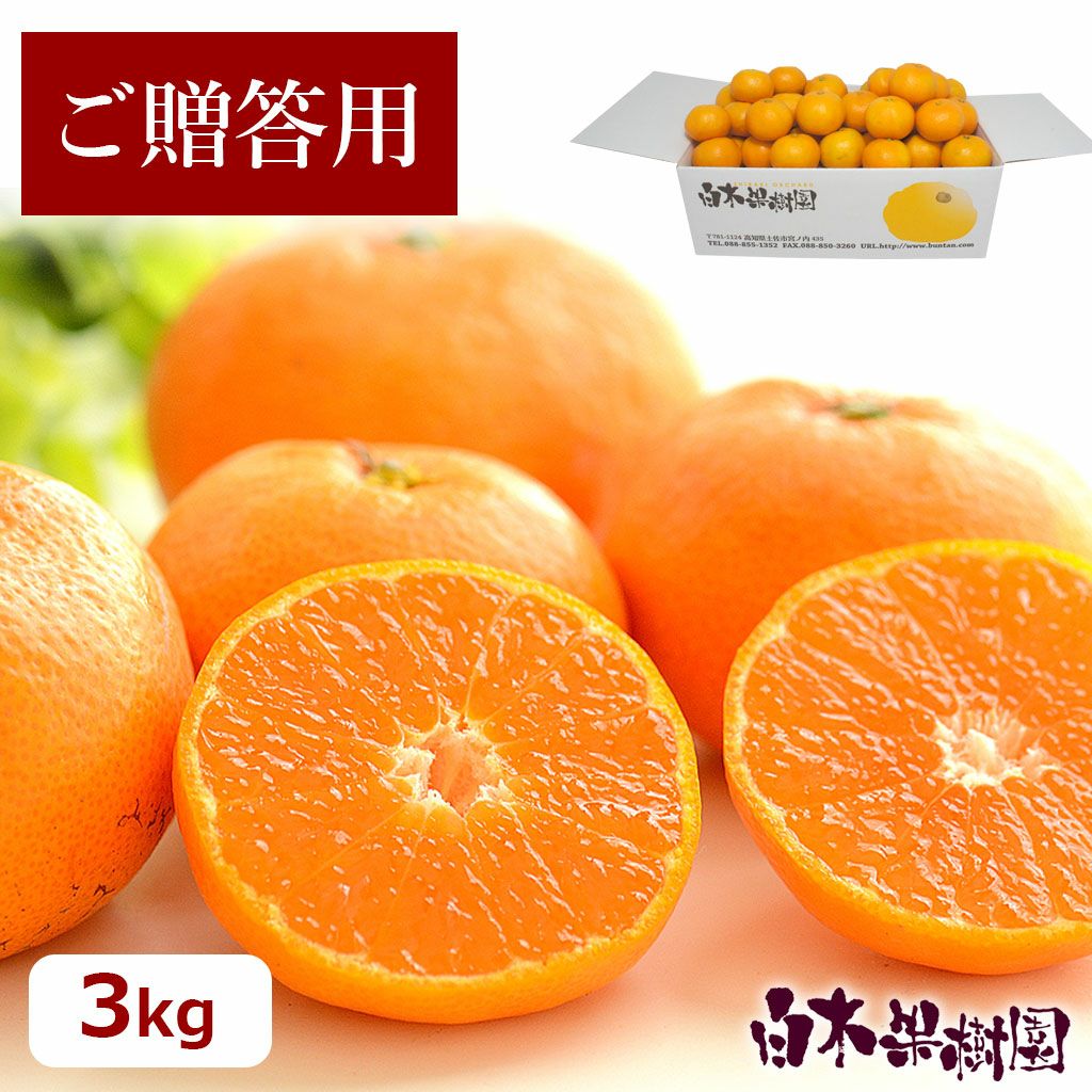 温州みかん（おきつ）ご贈答用 約3kg【送料込】 | 白木果樹園