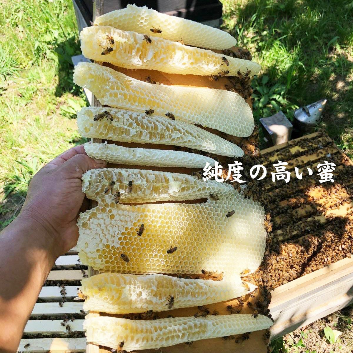 ぶんたん山の蜂蜜 120g 1本・2本・3本4本・5本＜2026年産＞ | 白木果樹園