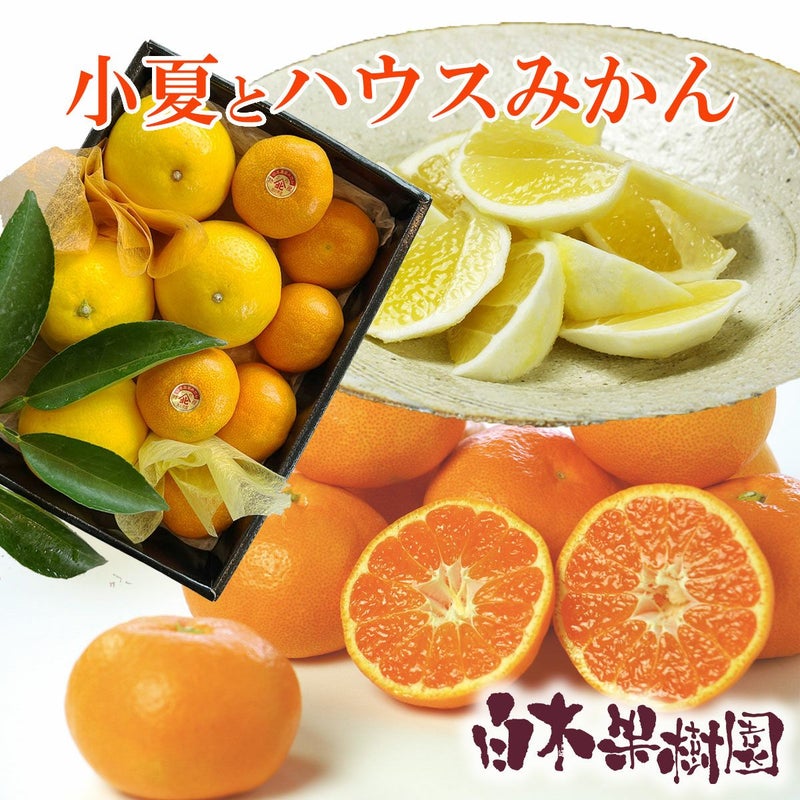 小夏とハウスみかん