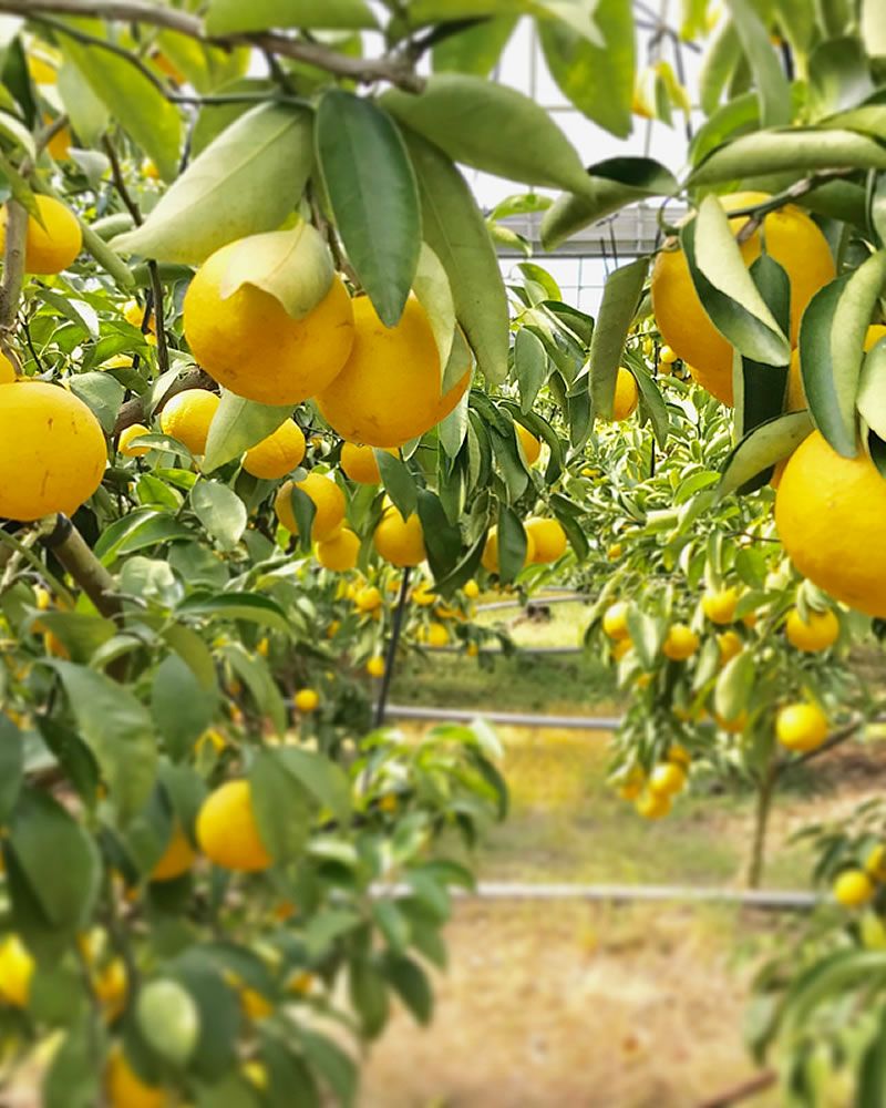 小夏ハウスの様子2