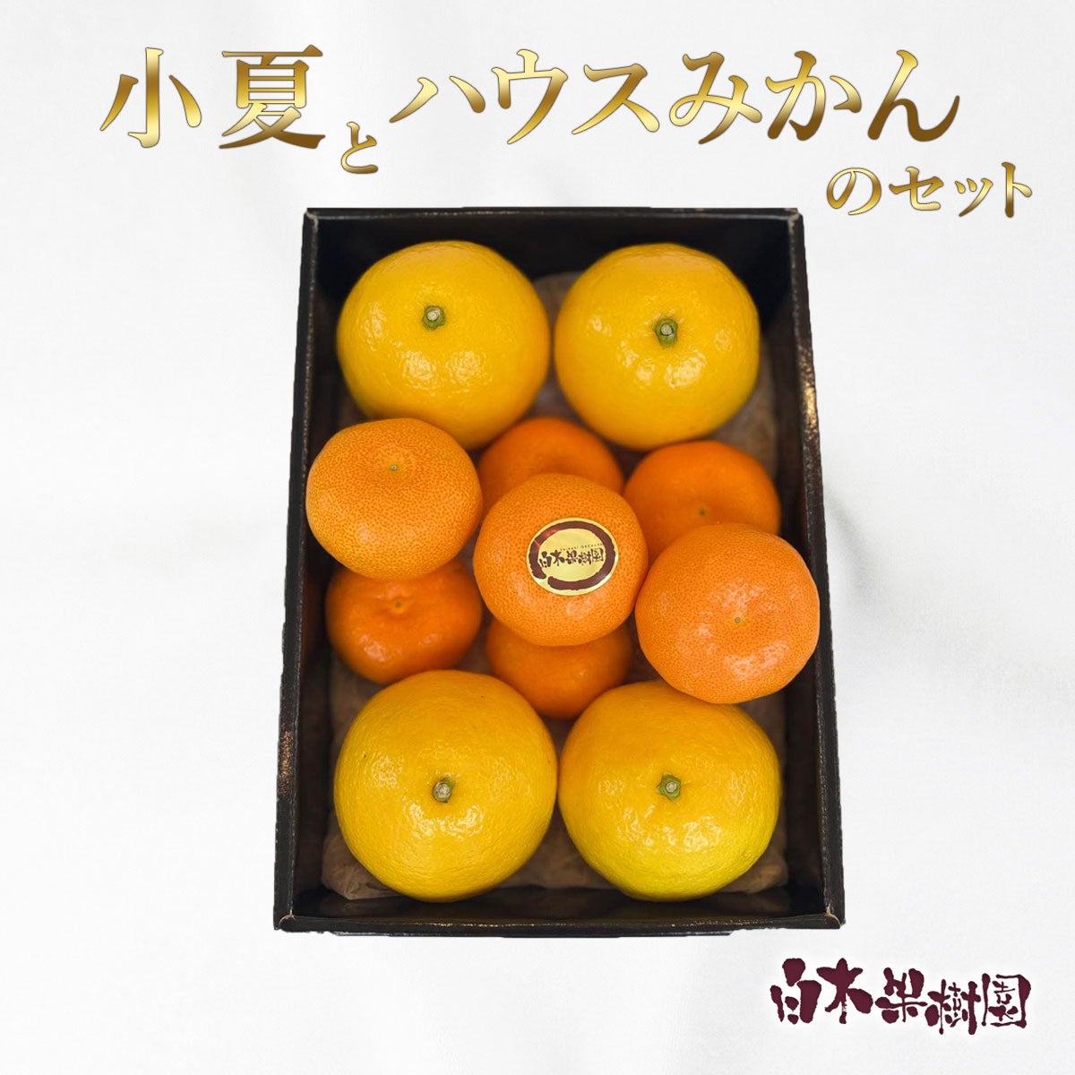 成熟した柑橘類　小夏 特選土佐小夏約3kg（小夏）（日向夏）（ニューサマーオレンジ）（西内