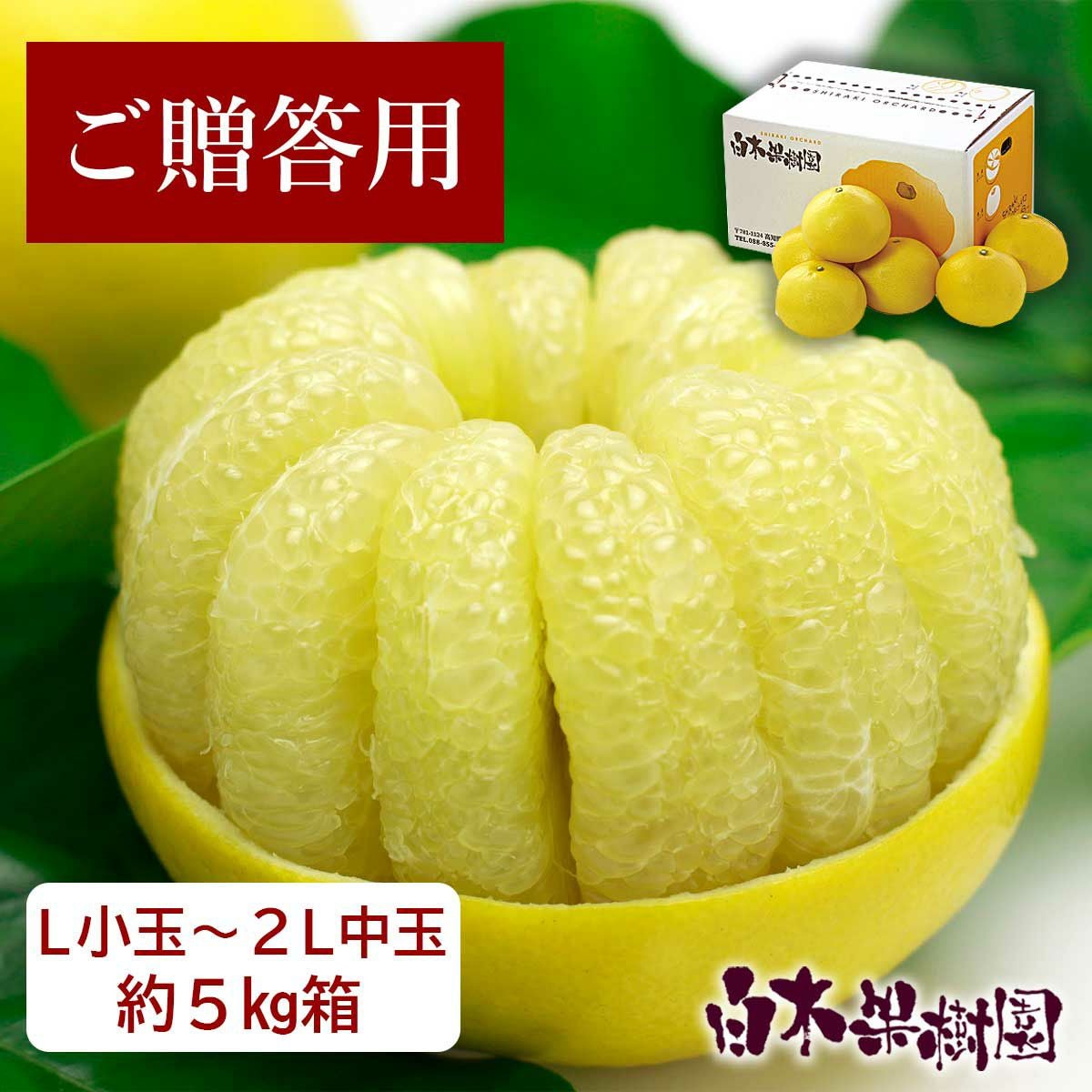 土佐文旦（ぶんたん、ブンタン）