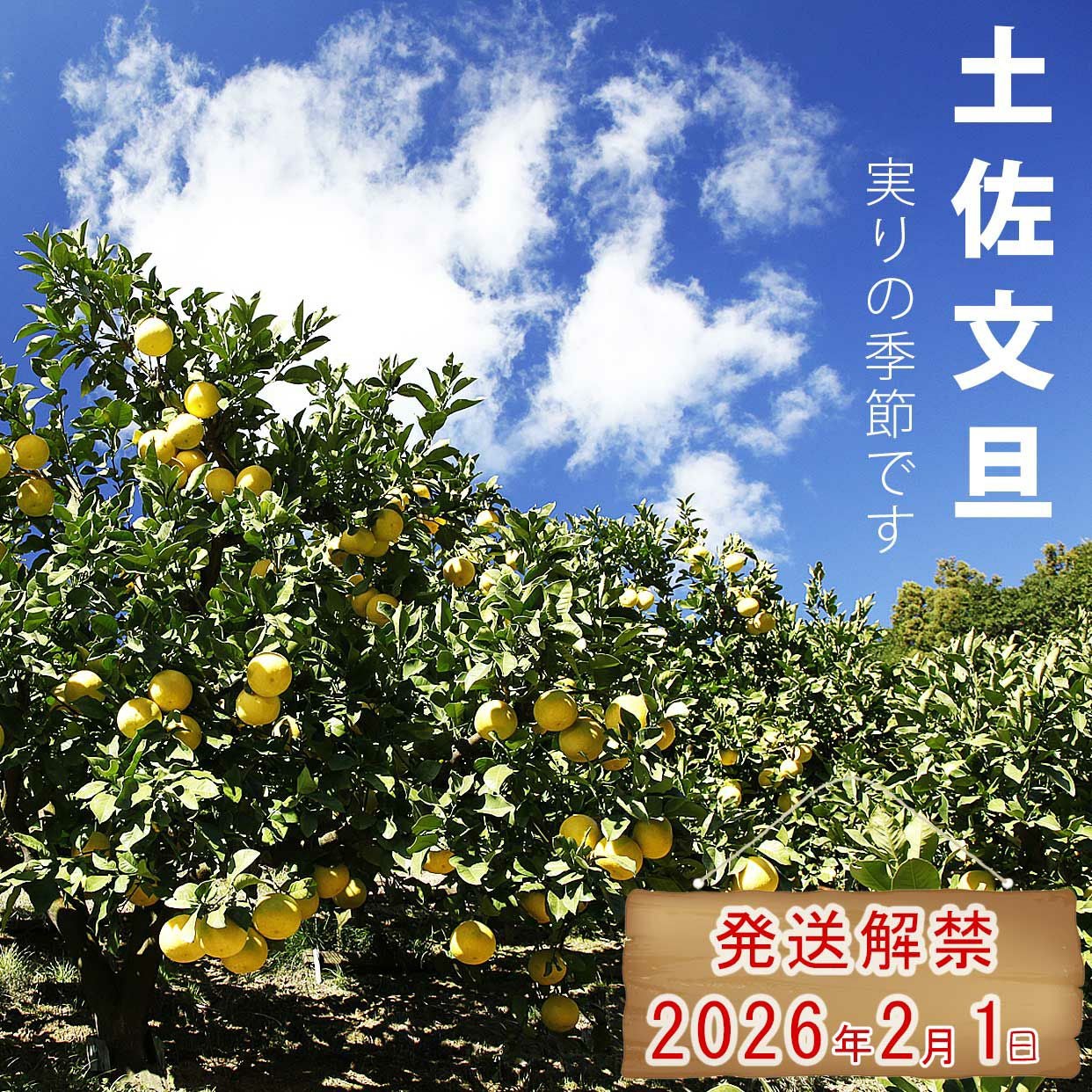 土佐文旦特選秀品 L～2L中玉混合約10kg【送料込】 | 白木果樹園