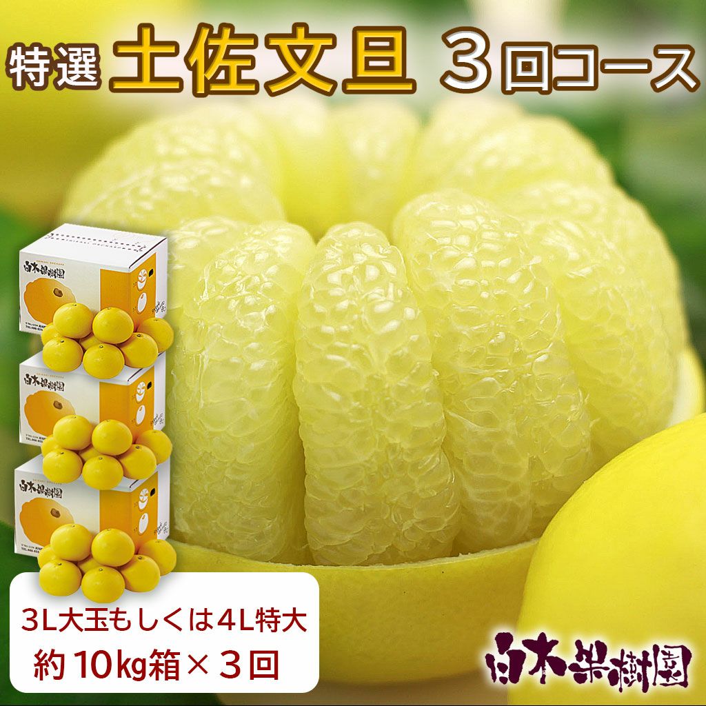 土佐文旦特選秀品3L大玉もしくは4L特大約10kg×3回コース【送料込