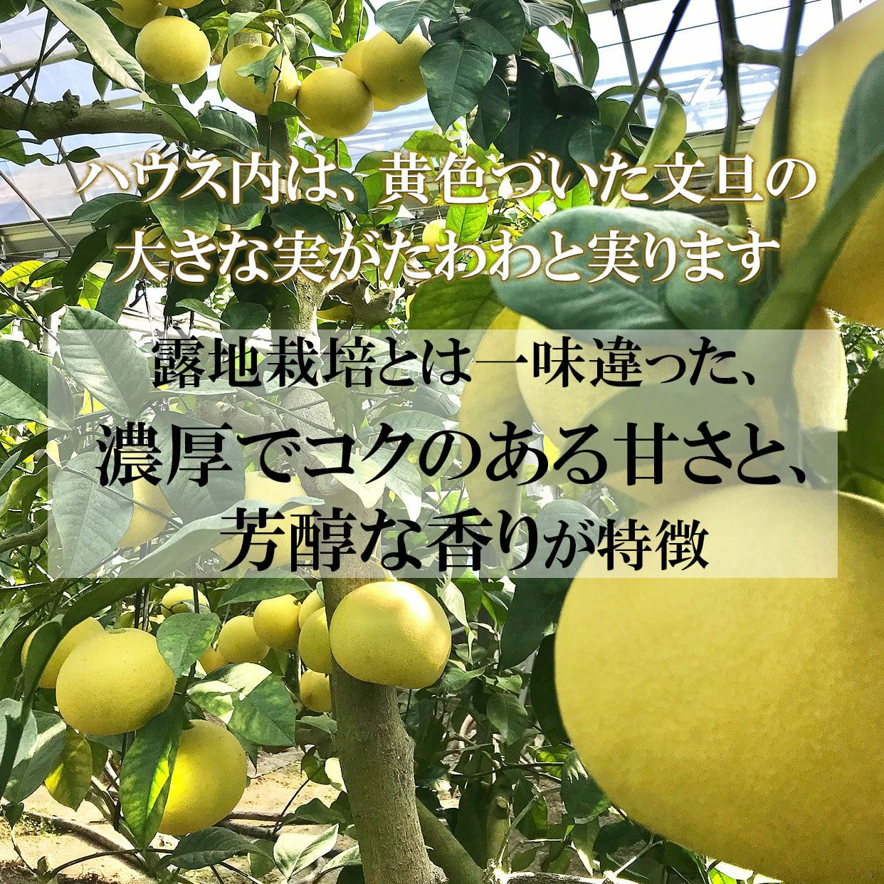 温室土佐文旦（ハウス文旦）贈答用特大2個入り【送料込】 | 白木果樹園