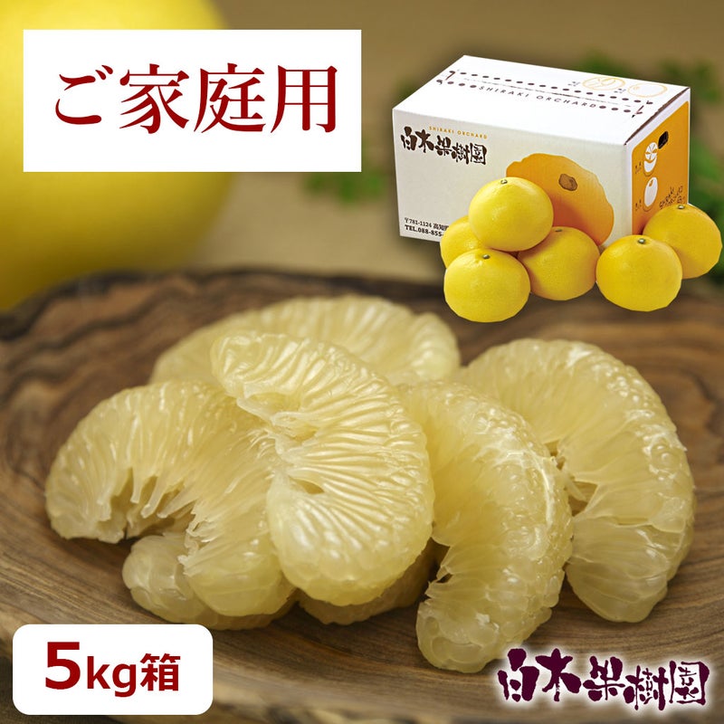温室土佐文旦　お得箱約5kg　（小玉～大玉混合）
