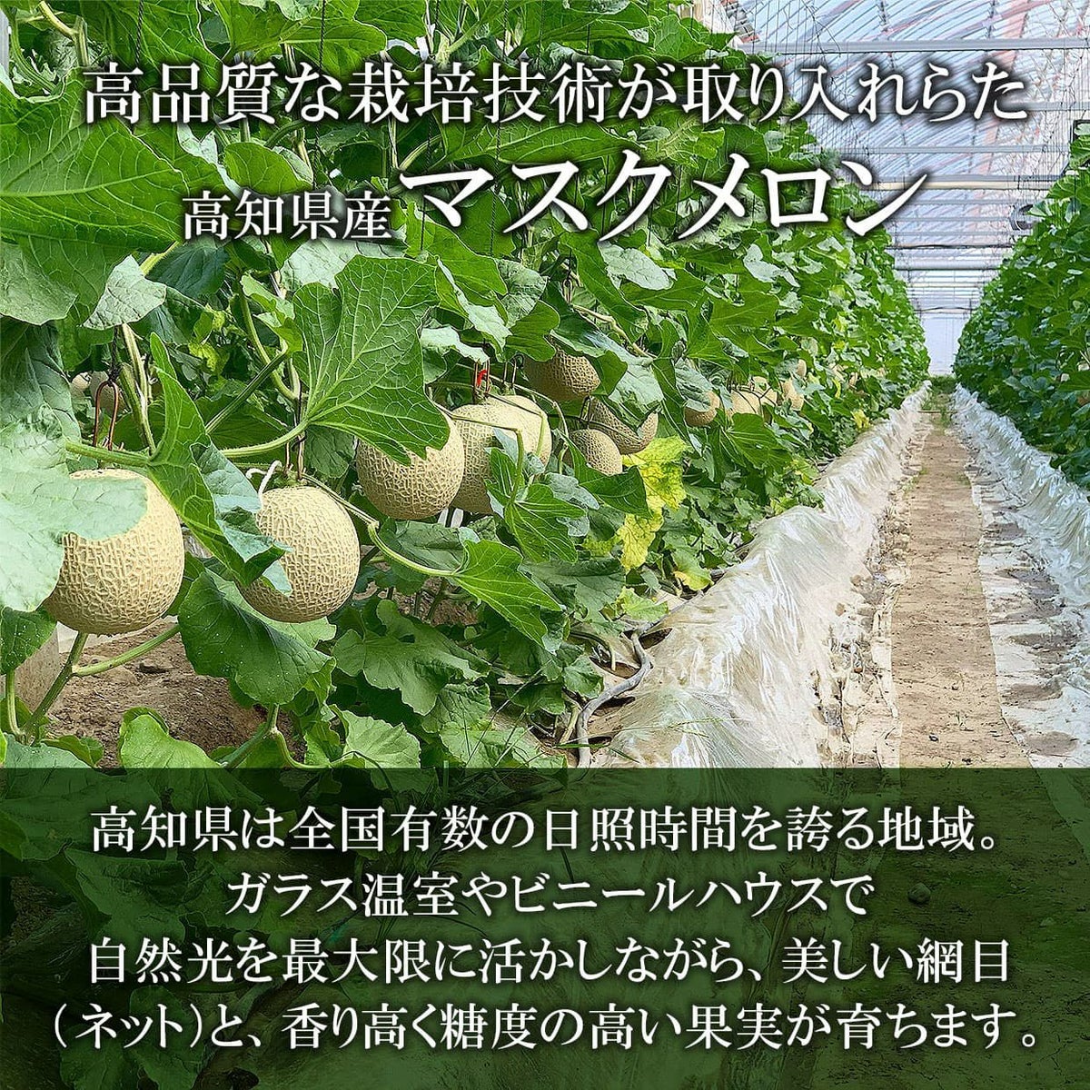 高品質な栽培技術が取り入れられた高知県産マスクメロン