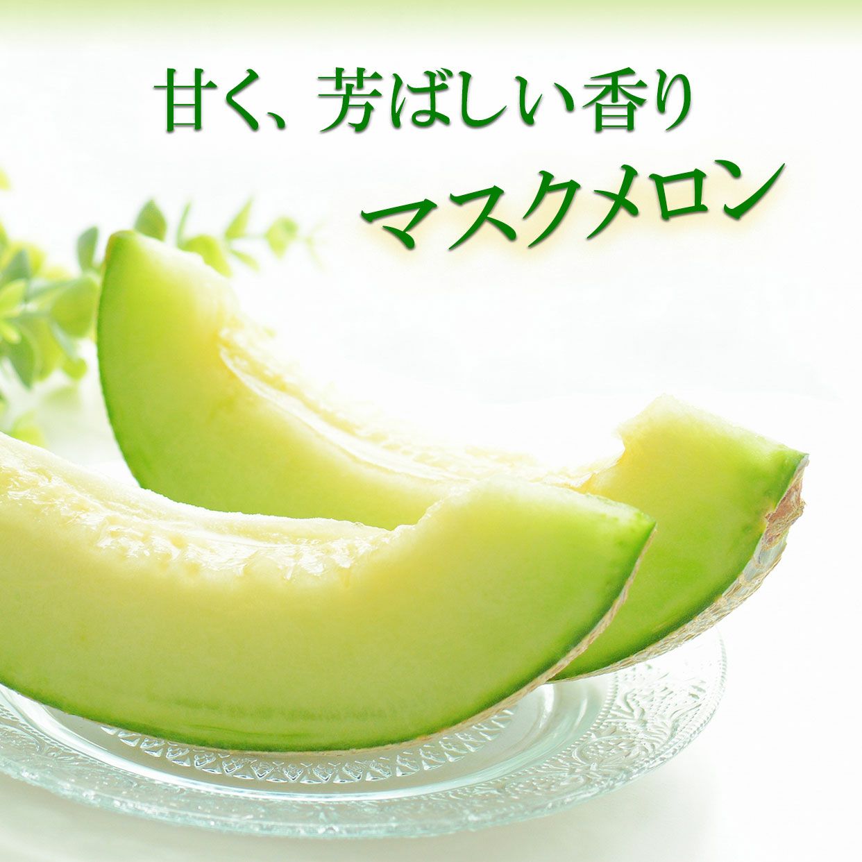 ス*ク様 ご家庭用　高知特産　マスクメロン　5玉入り　約10㎏（箱込み） マスクメロンご贈答用1玉入り【送料込】 | 白木果樹園