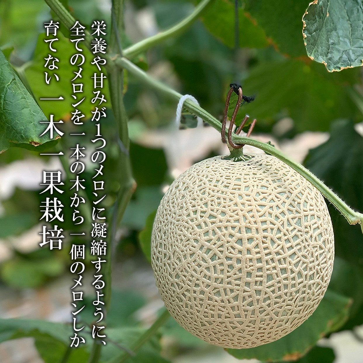 マスクメロン訳ありB級品1玉入り【送料込】 | 白木果樹園