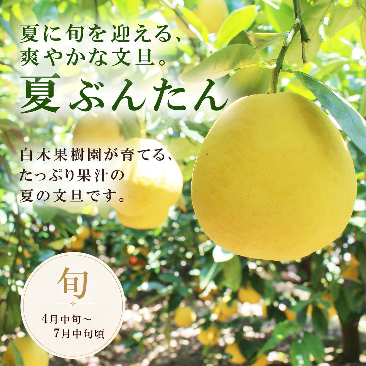 夏に旬を迎える、爽やかな文旦。夏ぶんたん。