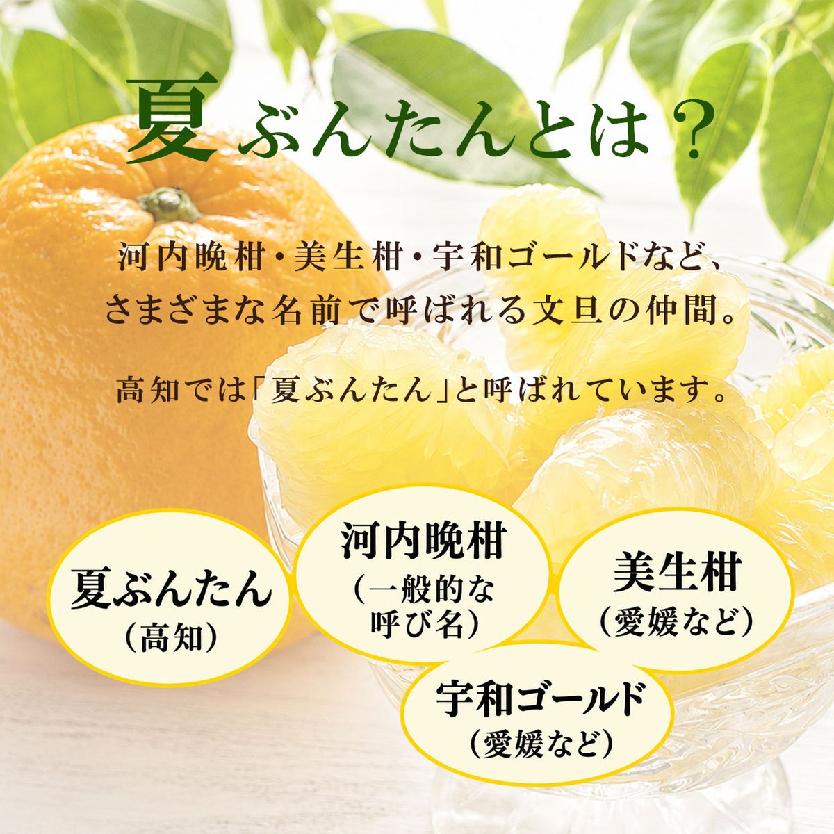 夏ぶんたんとは？