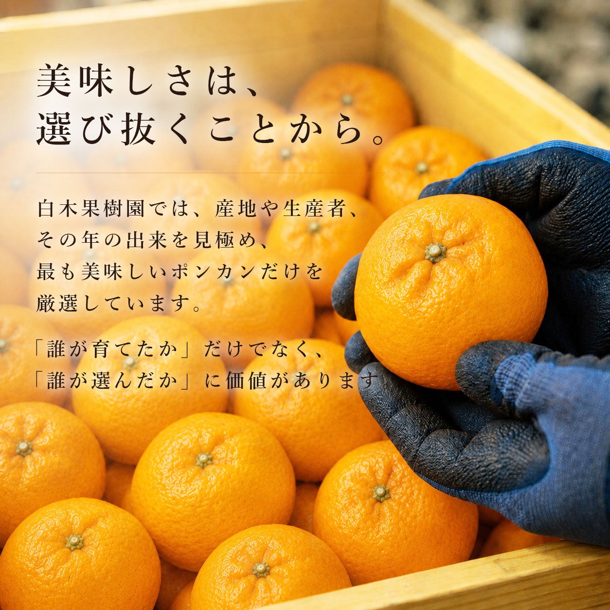 高知県須崎市立目産ポンカン 通販｜香り豊かな旬の味わい｜旬を選び
