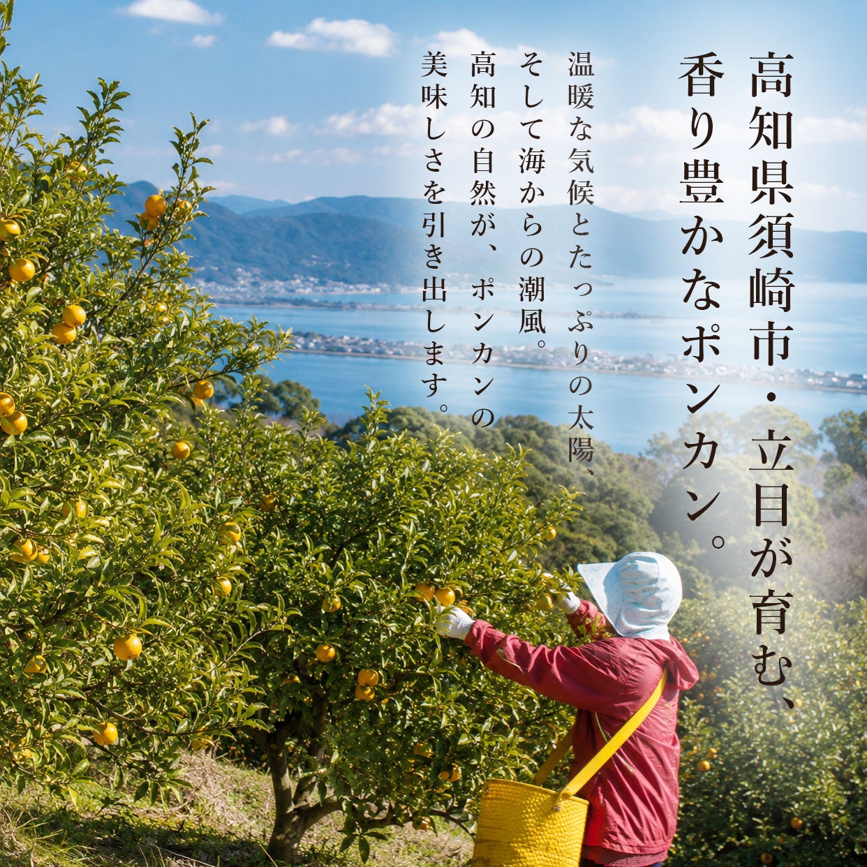 高知県須崎市立目産ポンカン 通販｜香り豊かな旬の味わい｜旬を選び