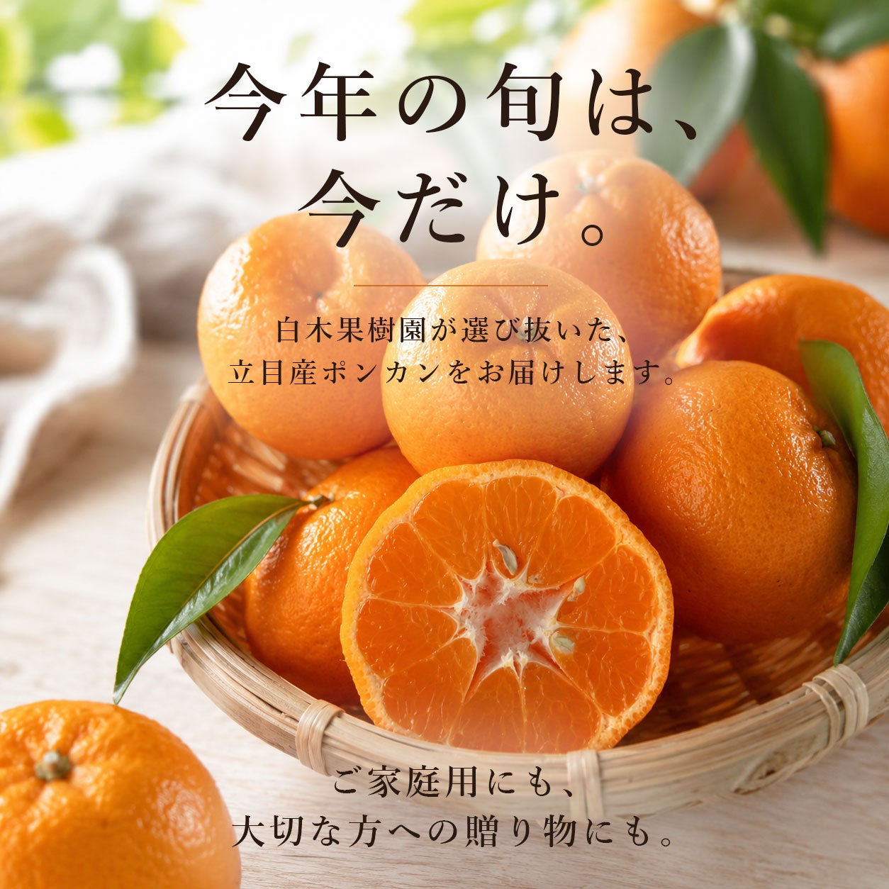 高知県須崎市立目産ポンカン 通販｜香り豊かな旬の味わい｜旬を選び