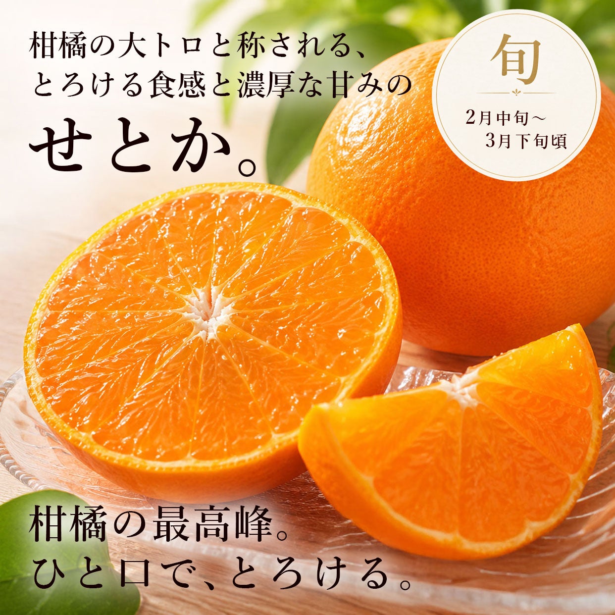 高知県産せとか｜柑橘の最高峰。とろける甘さと香りを旬に味わう｜白木