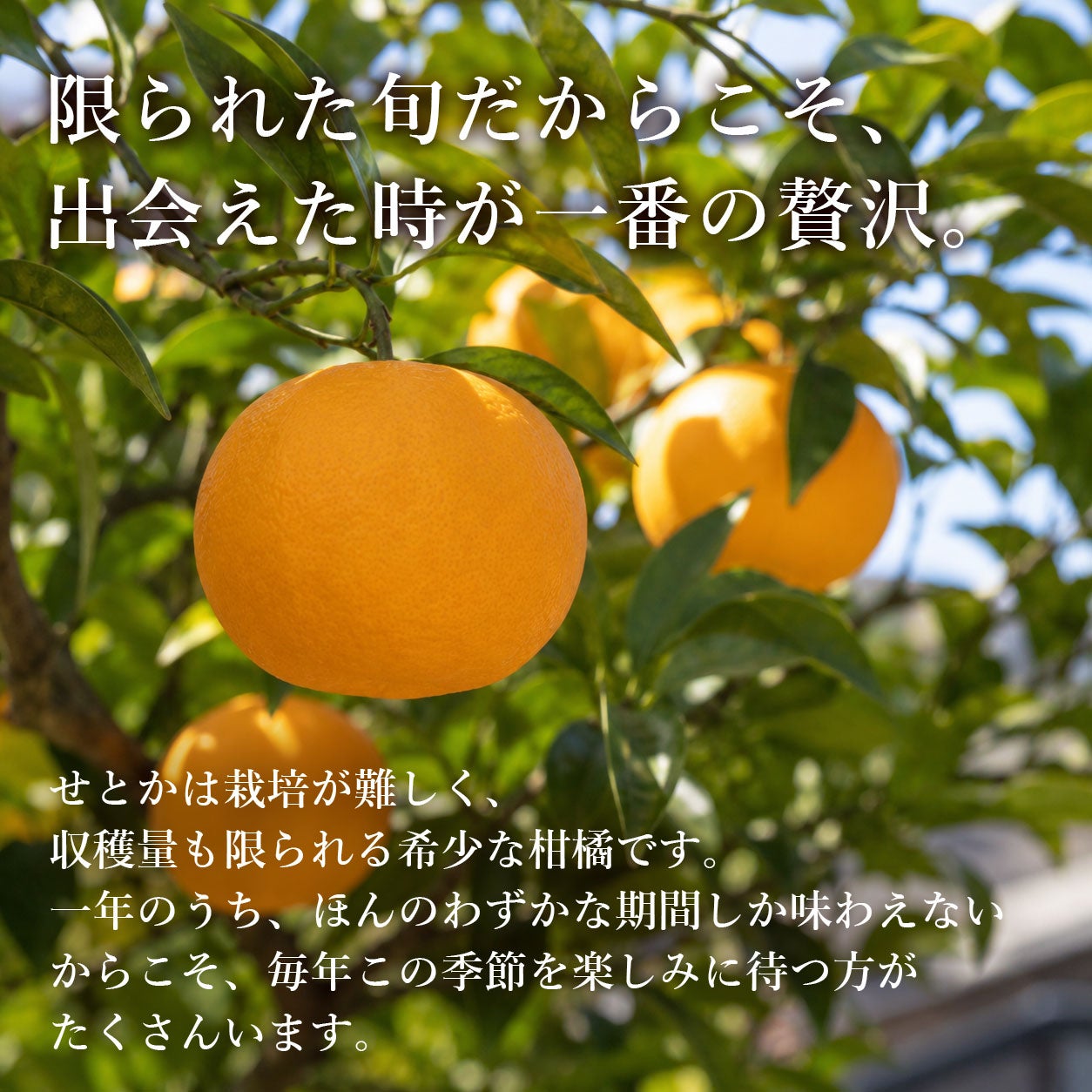 高知県産せとか｜柑橘の最高峰。とろける甘さと香りを旬に味わう｜白木