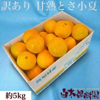 甘熟とさ小夏わけありご家庭用 約5kg