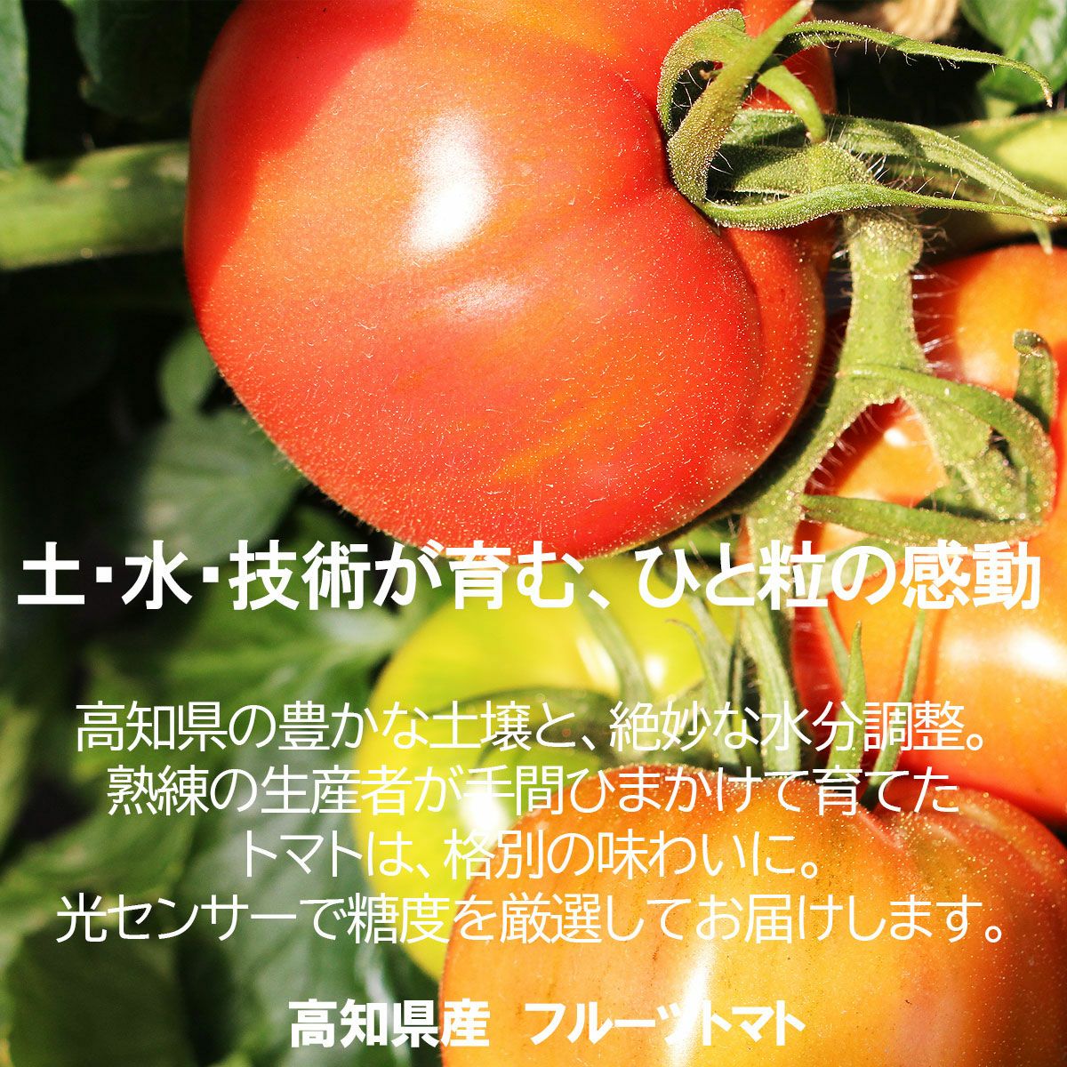 徳谷トマト約2kg【クール送料込】【最高級ブランド】 | 白木果樹園