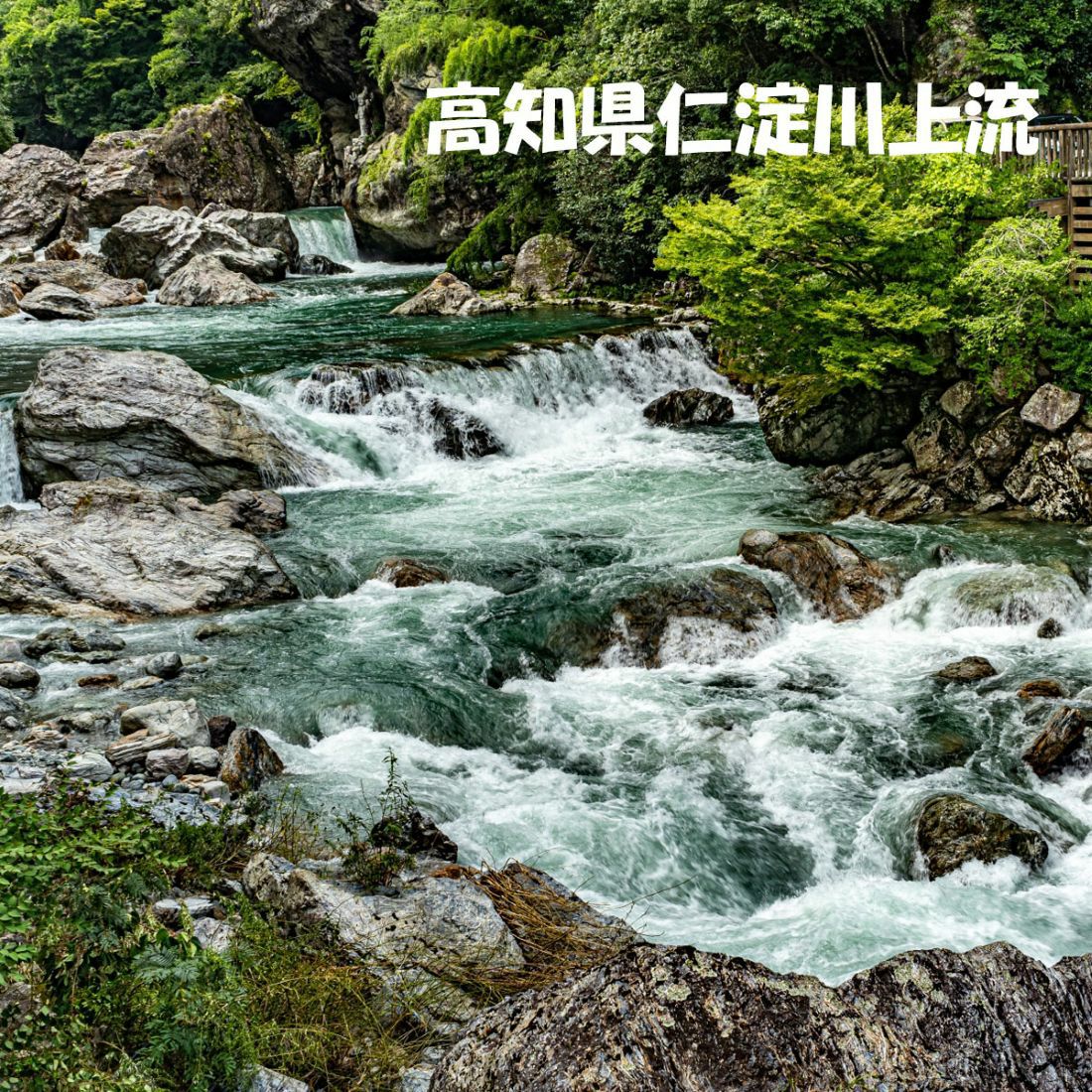 奏トマト約800g【クール送料込】 | 白木果樹園
