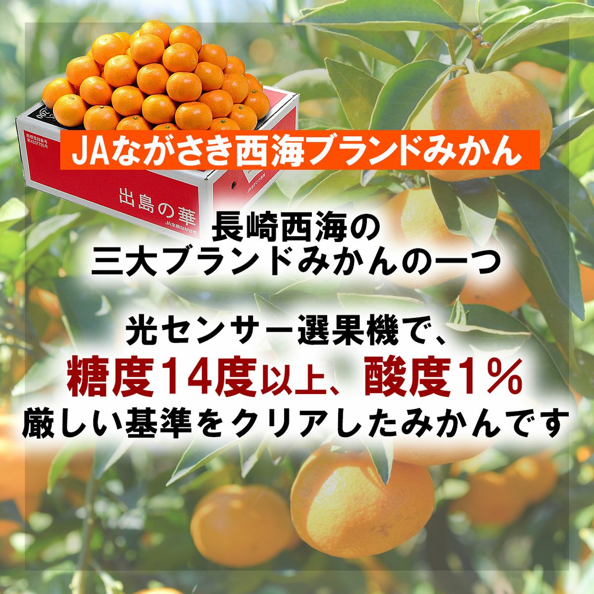 数量限定】出島の華2Sサイズ約5kg【送料込】 | 白木果樹園