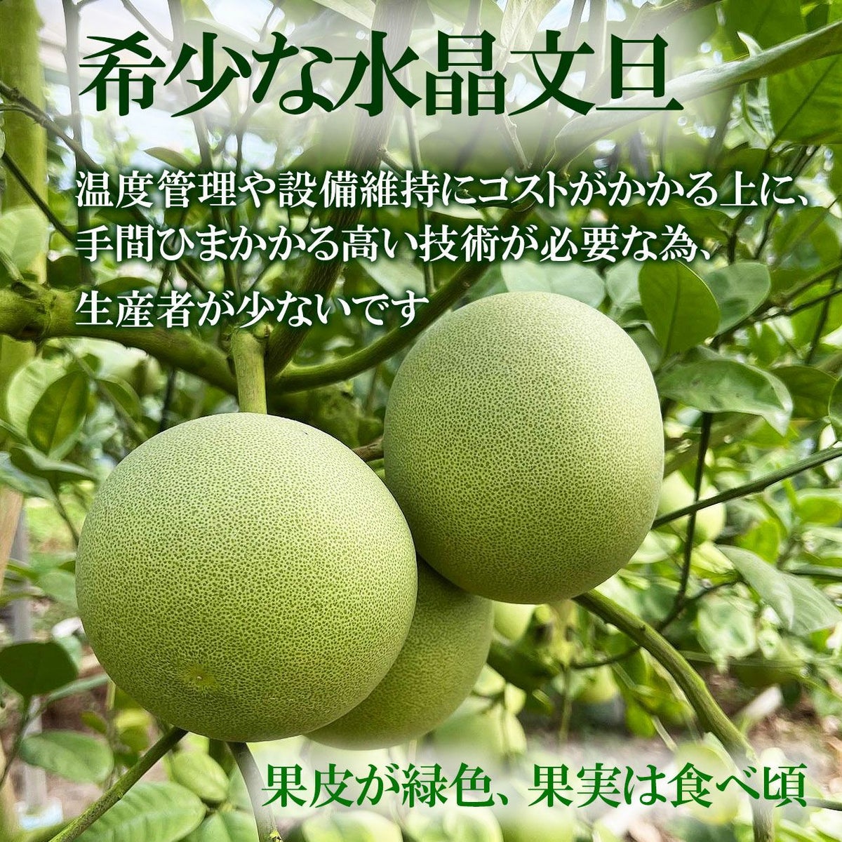 希少な水晶文旦