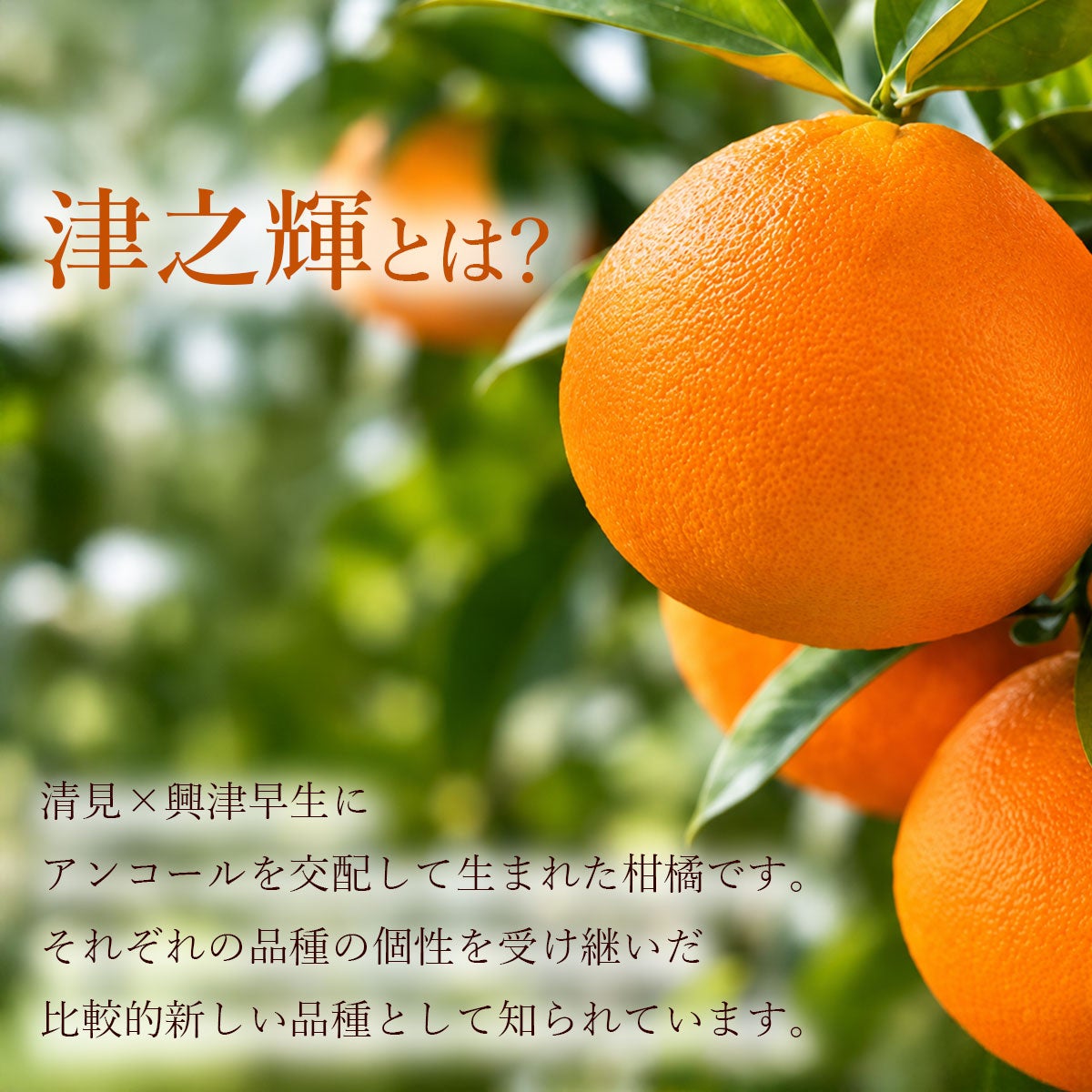 20％OFF＞【セール品】津之輝（つのかがやき）ご家庭用 M～2Lサイズ約