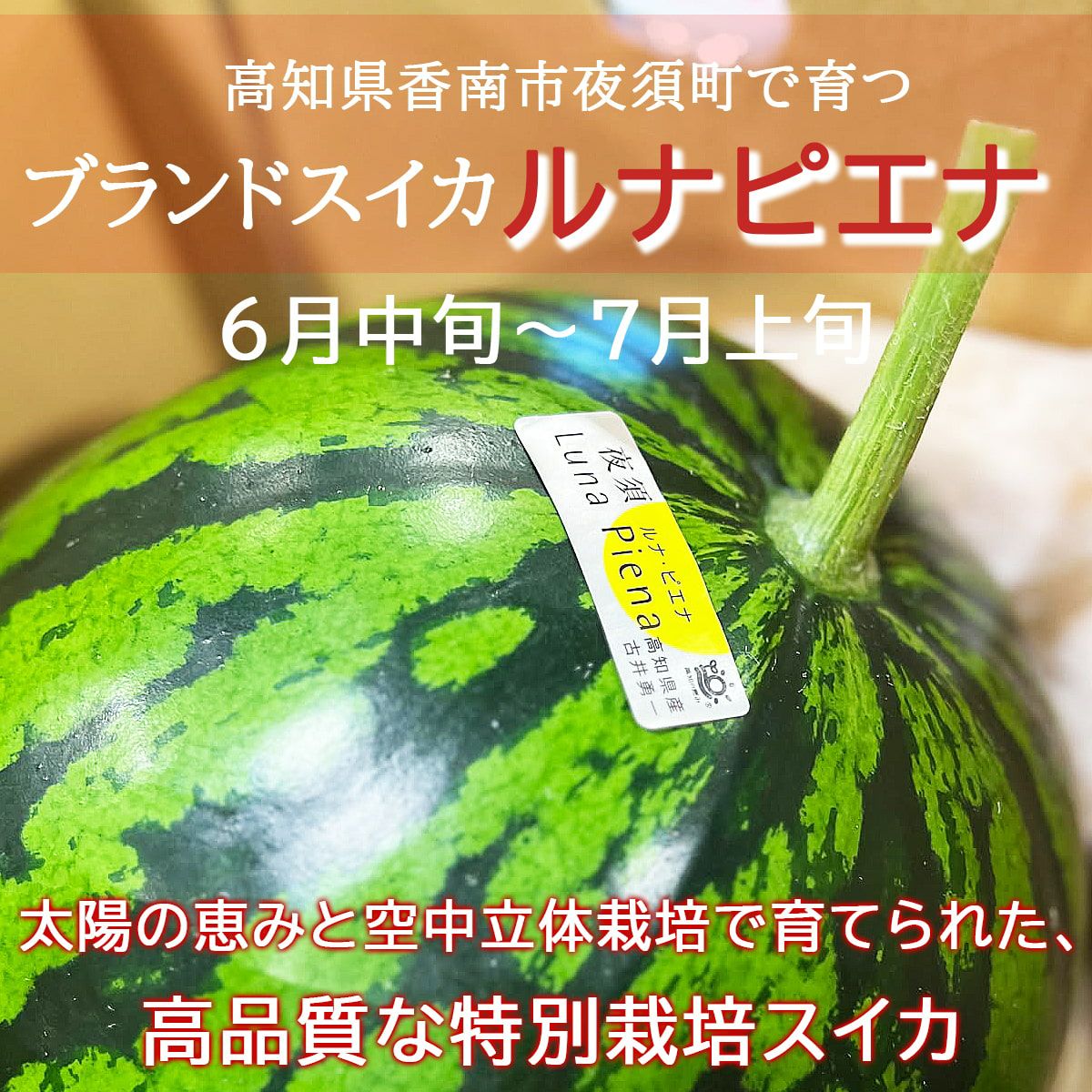 やす　すいか ルナピエナスイカ大玉1玉入り【送料込】 | 白木果樹園