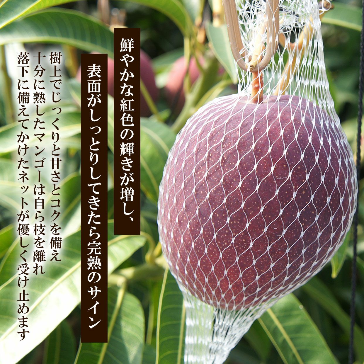 訳あり家庭用完熟マンゴー 3個入りS～Lサイズ【クール送料込】 | 白木