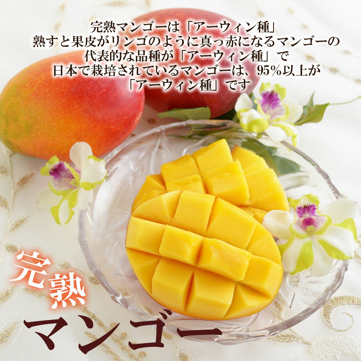 訳あり家庭用完熟マンゴー 3個入りS～Lサイズ【クール送料込】 | 白木