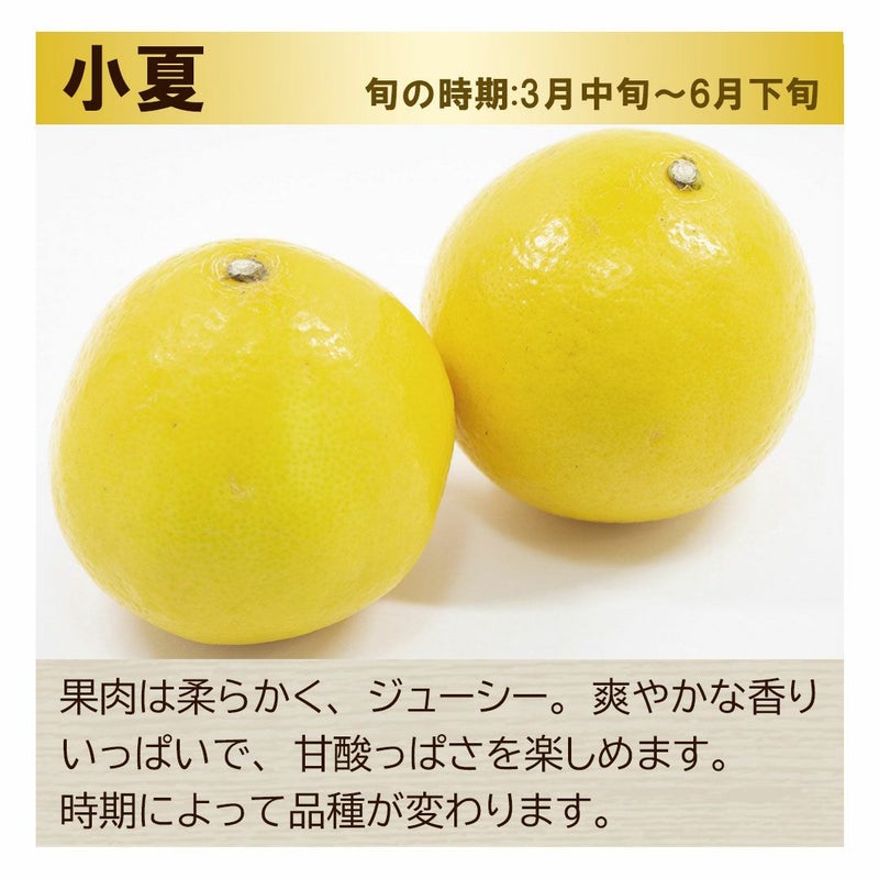 小夏　こなつ　日向夏