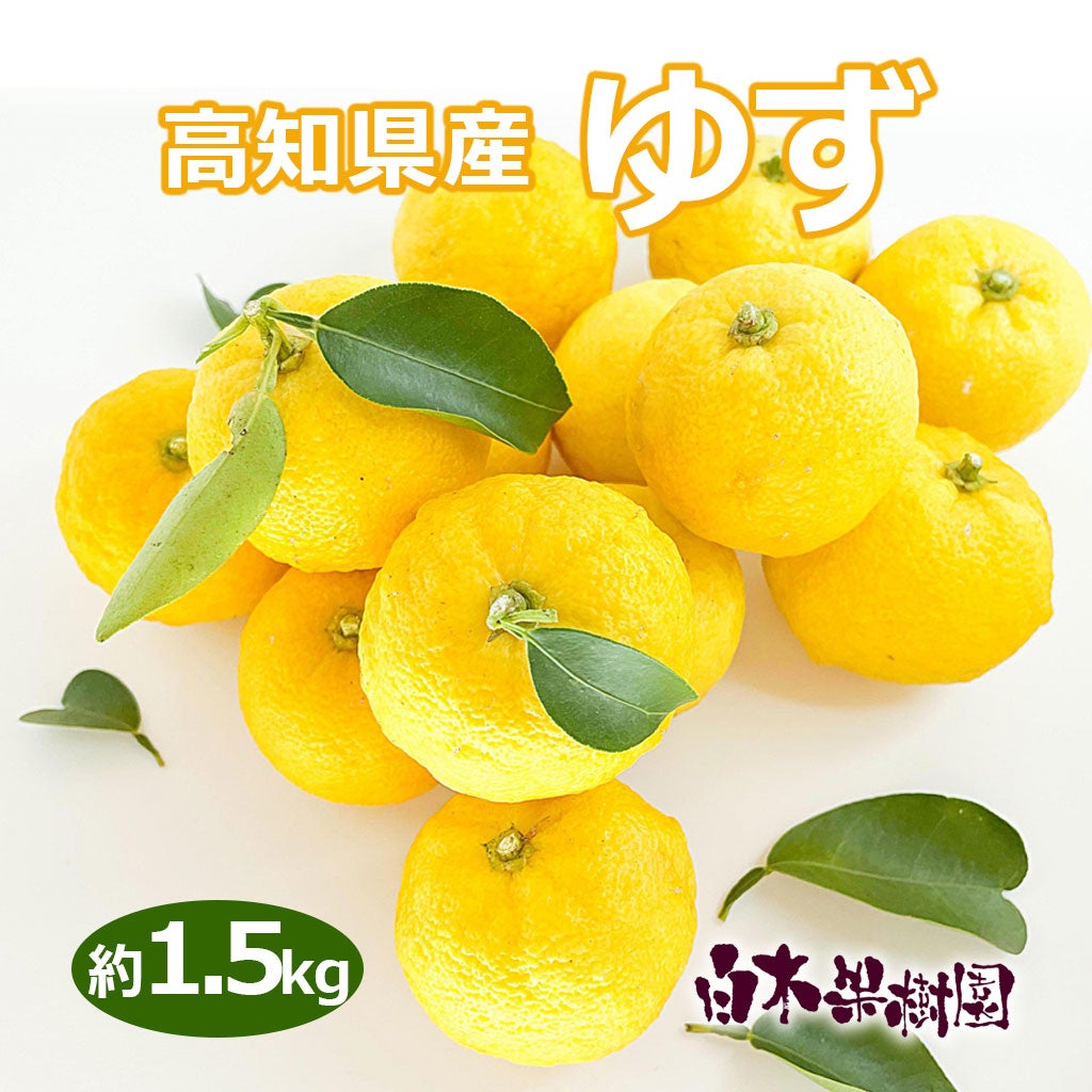 高知県産ゆず　約1.5kg