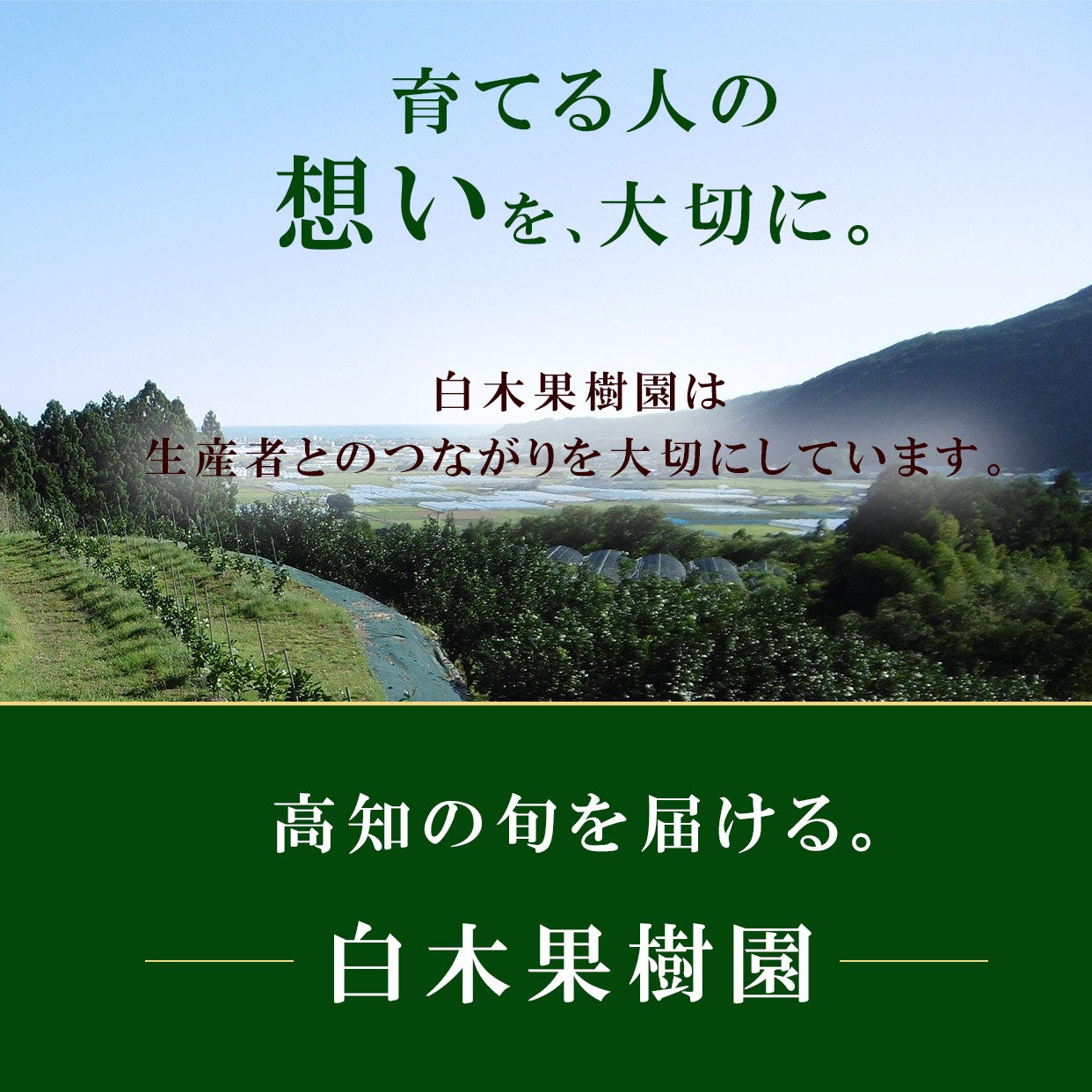 その他柑橘類