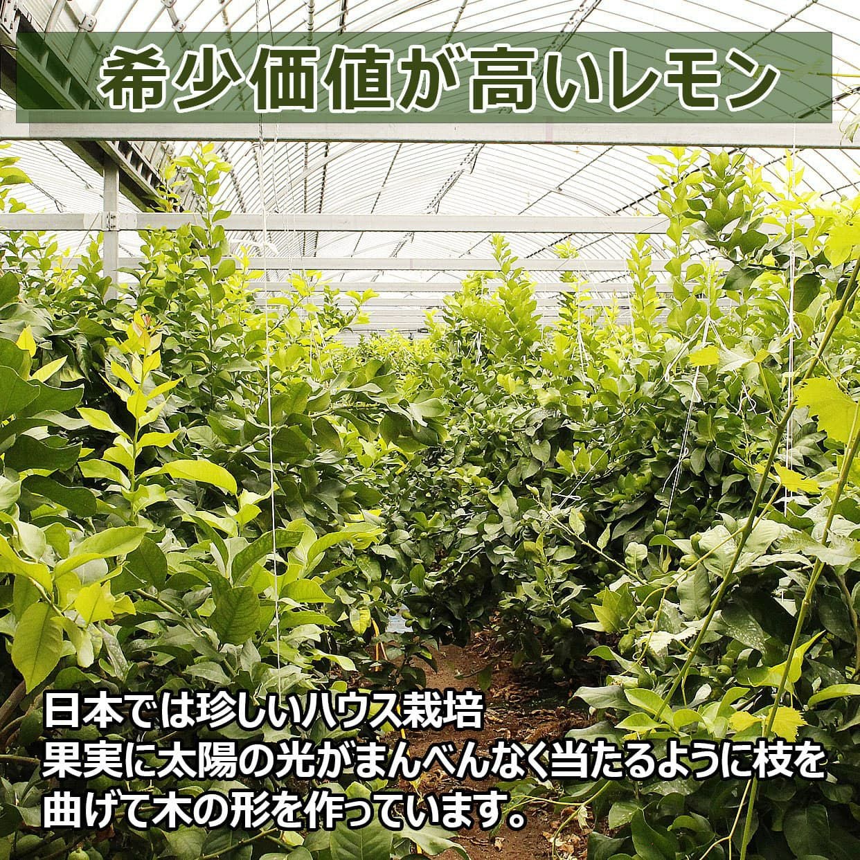 訳あり】【数量限定】高知県産グリーンレモン 約1.5kg・2.5kg・5kg