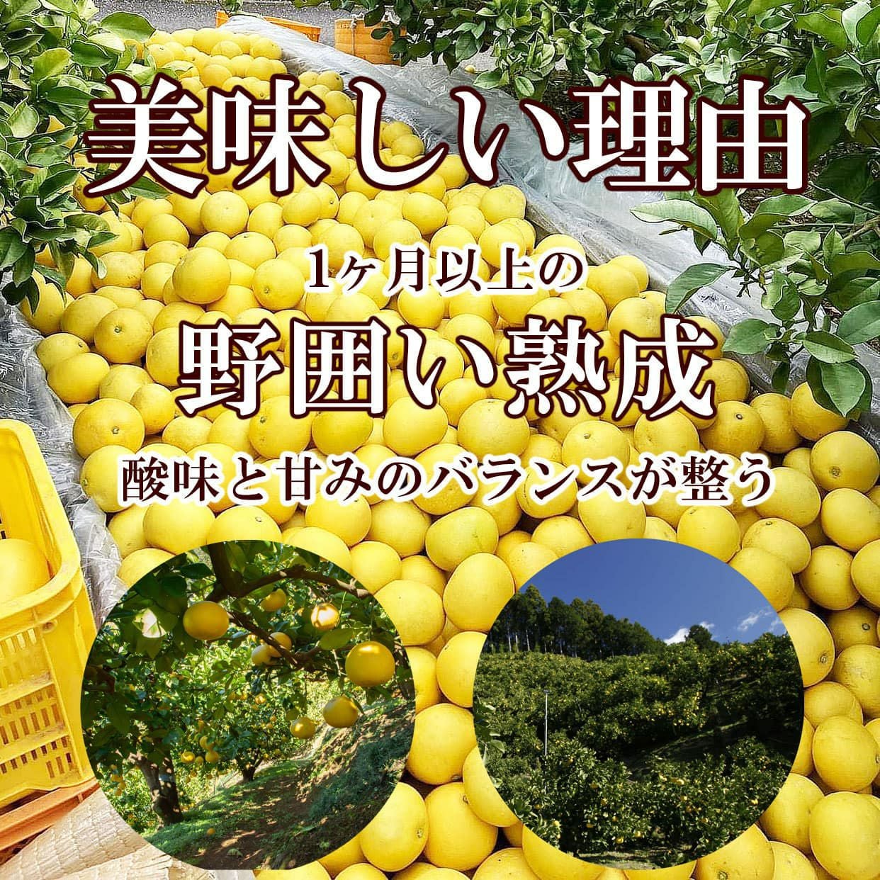 高知県産 土佐文旦大玉 訳ありB級品10kg 3L～2Lサイズ【送料込