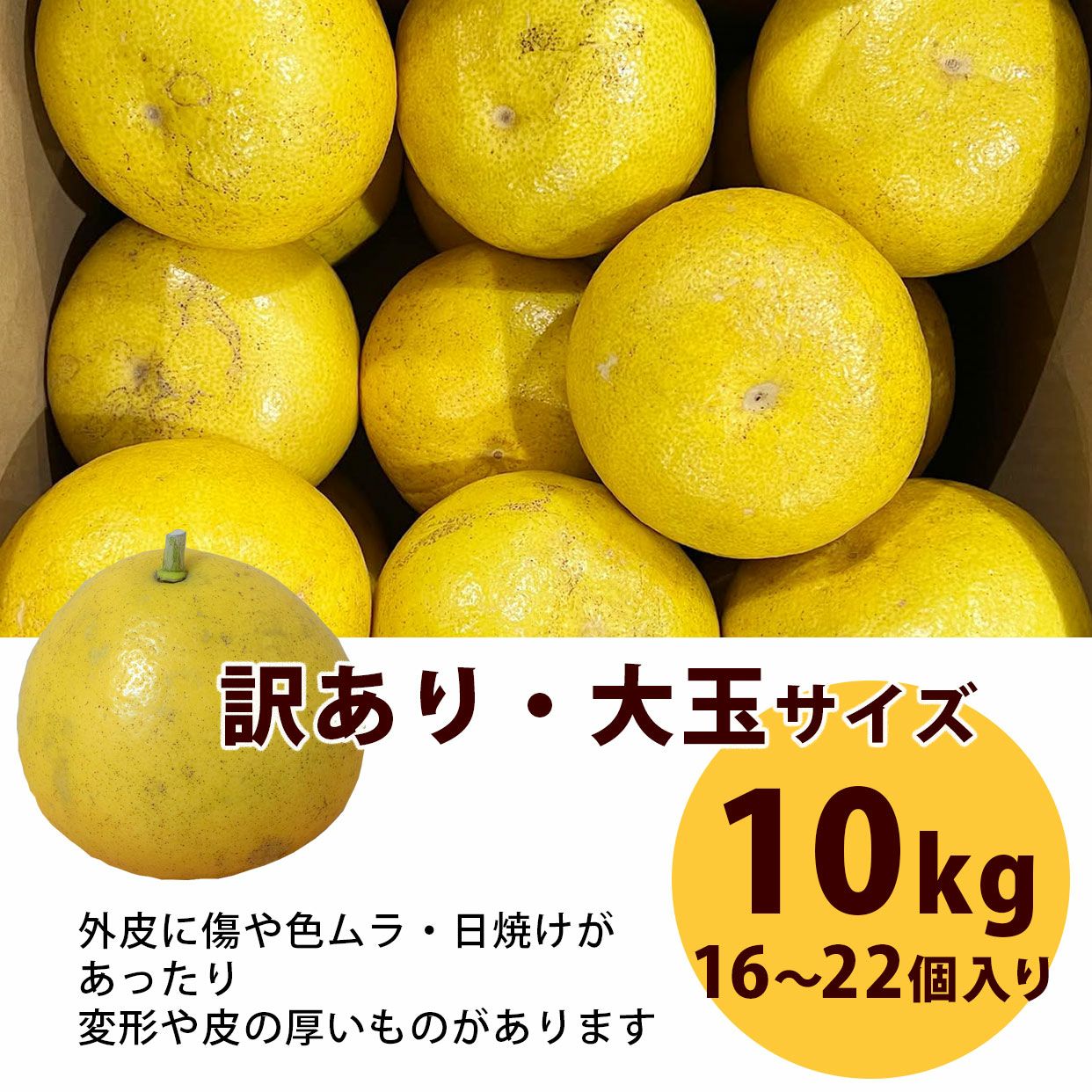 高知県産 土佐文旦大玉 訳ありB級品10kg 3L～2Lサイズ【送料込