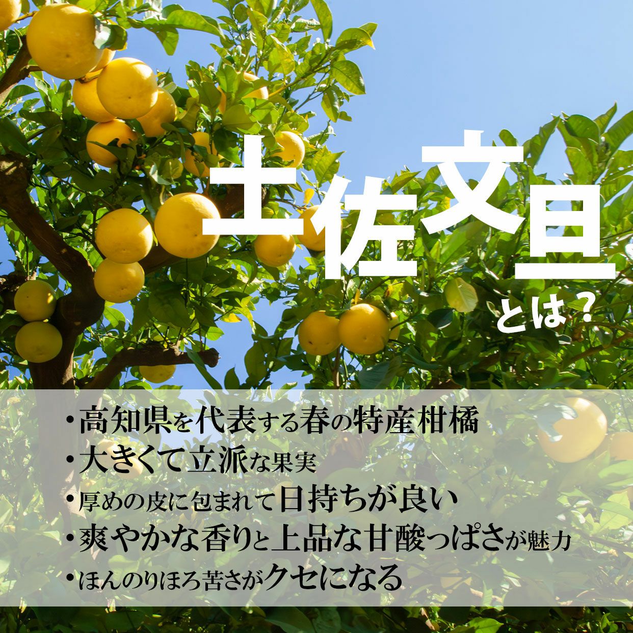高知県産 土佐文旦大玉 ご贈答用2Lサイズ5kg、10kg【送料込】 | 白木果樹園