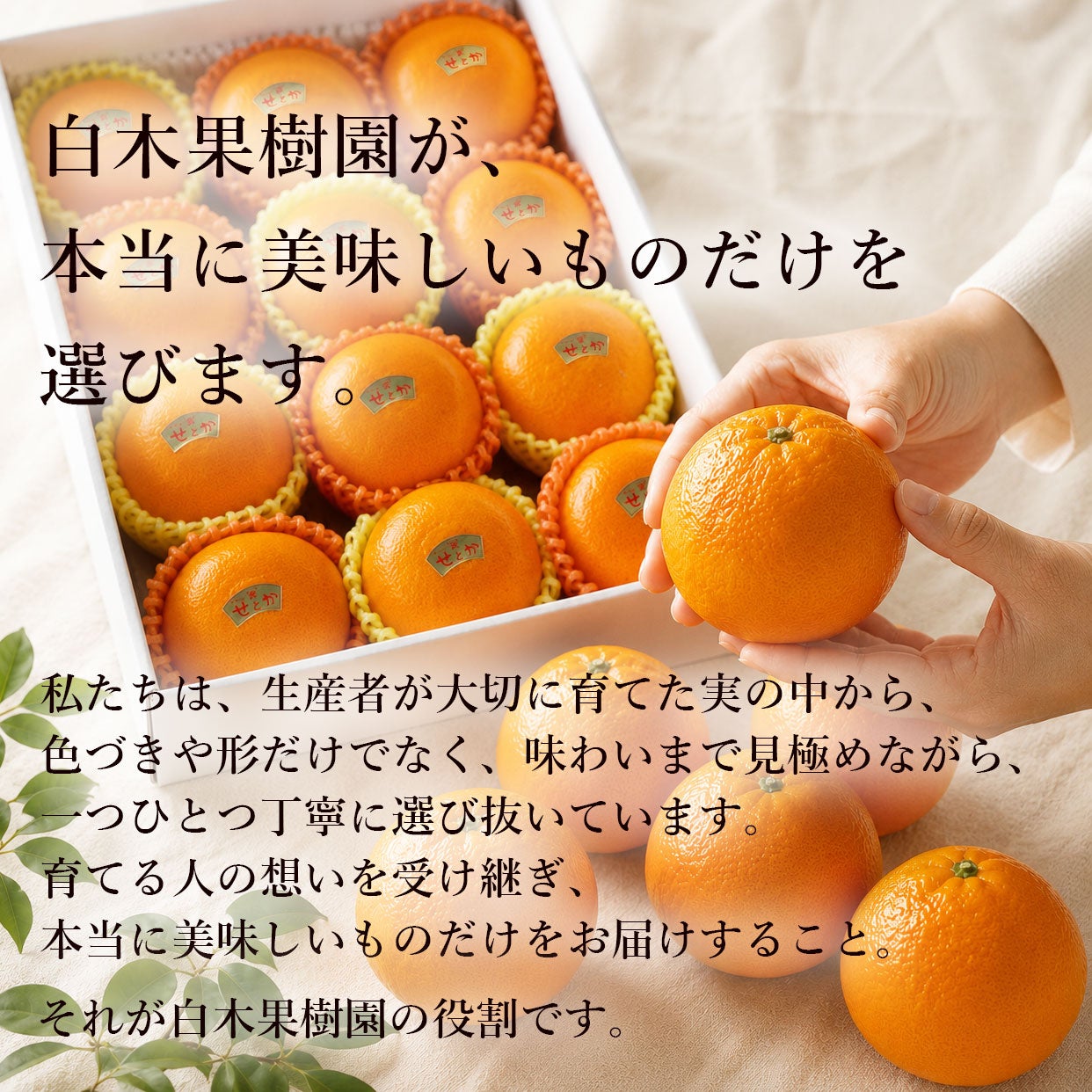 高知県産せとか｜柑橘の最高峰。とろける甘さと香りを旬に味わう｜白木