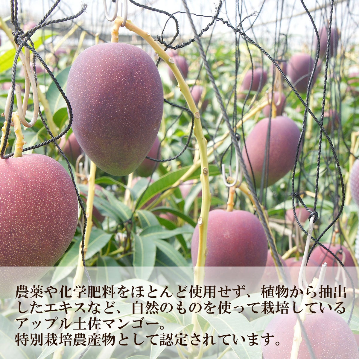 特別栽培農産物として認定されています